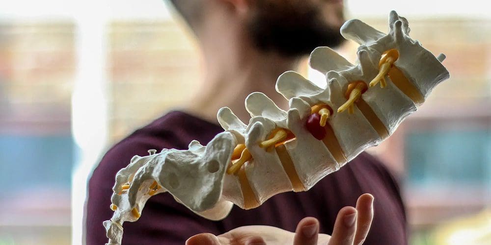A scientific model of a portion of the human spine.