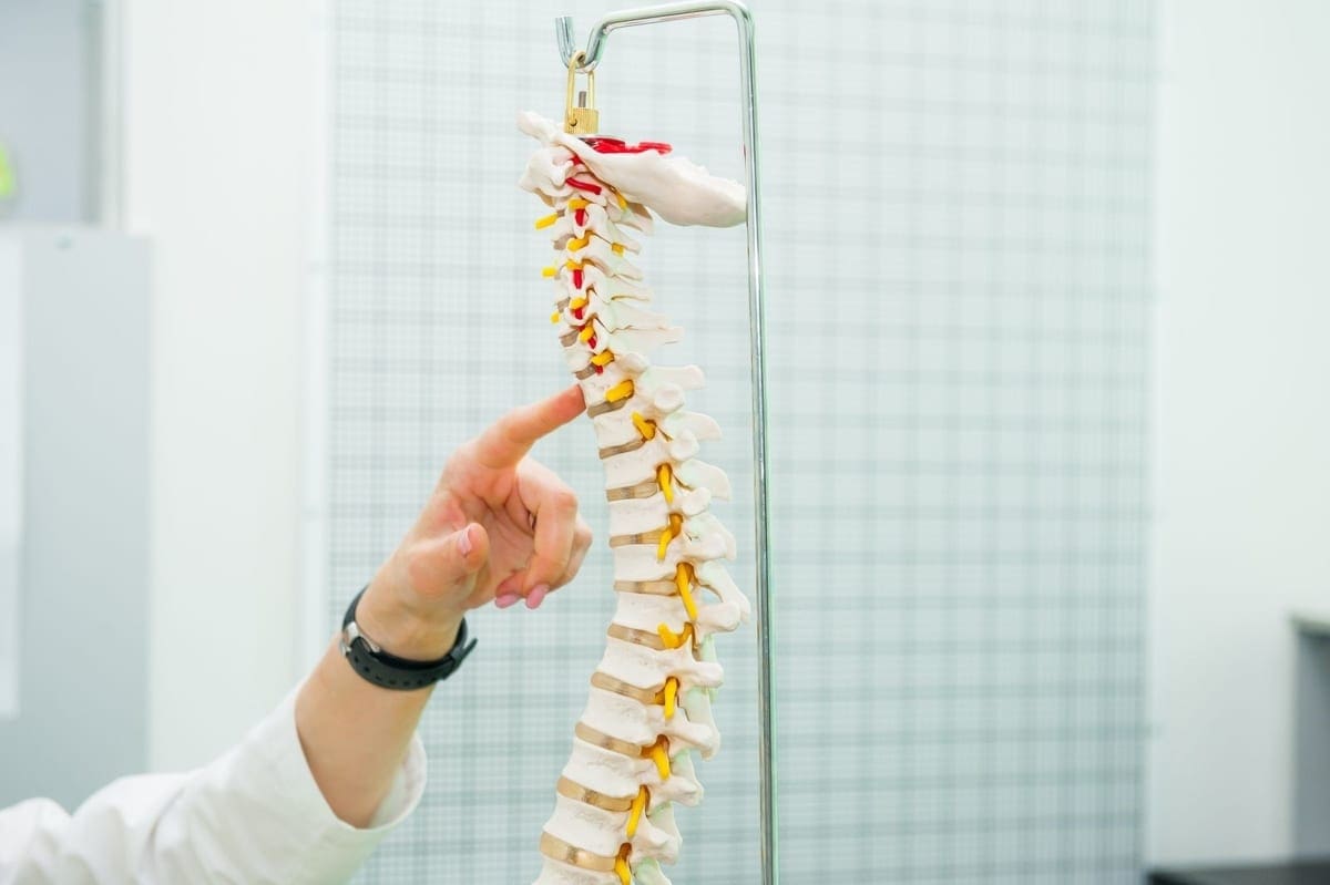 A model of the human spine.