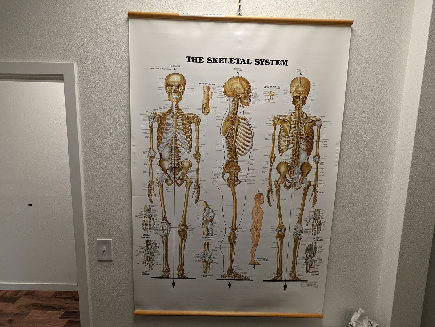 A poster of the human skeletal system.