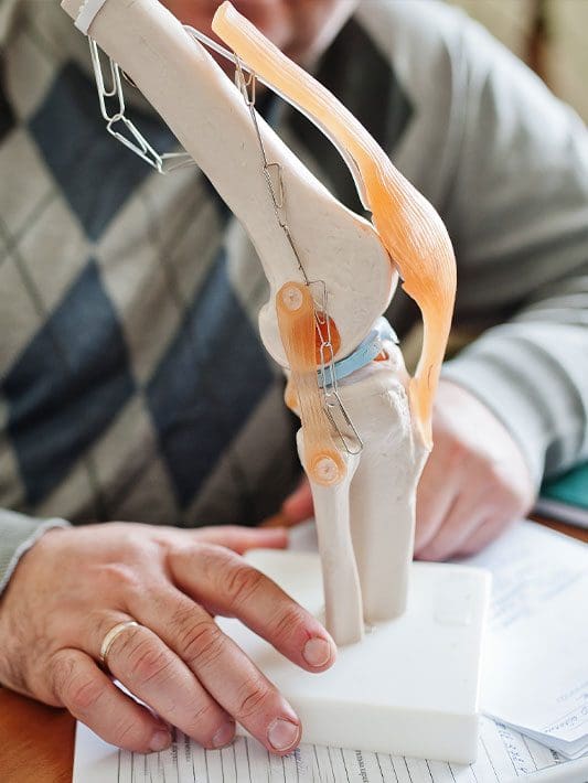A medical model of human knee joint.