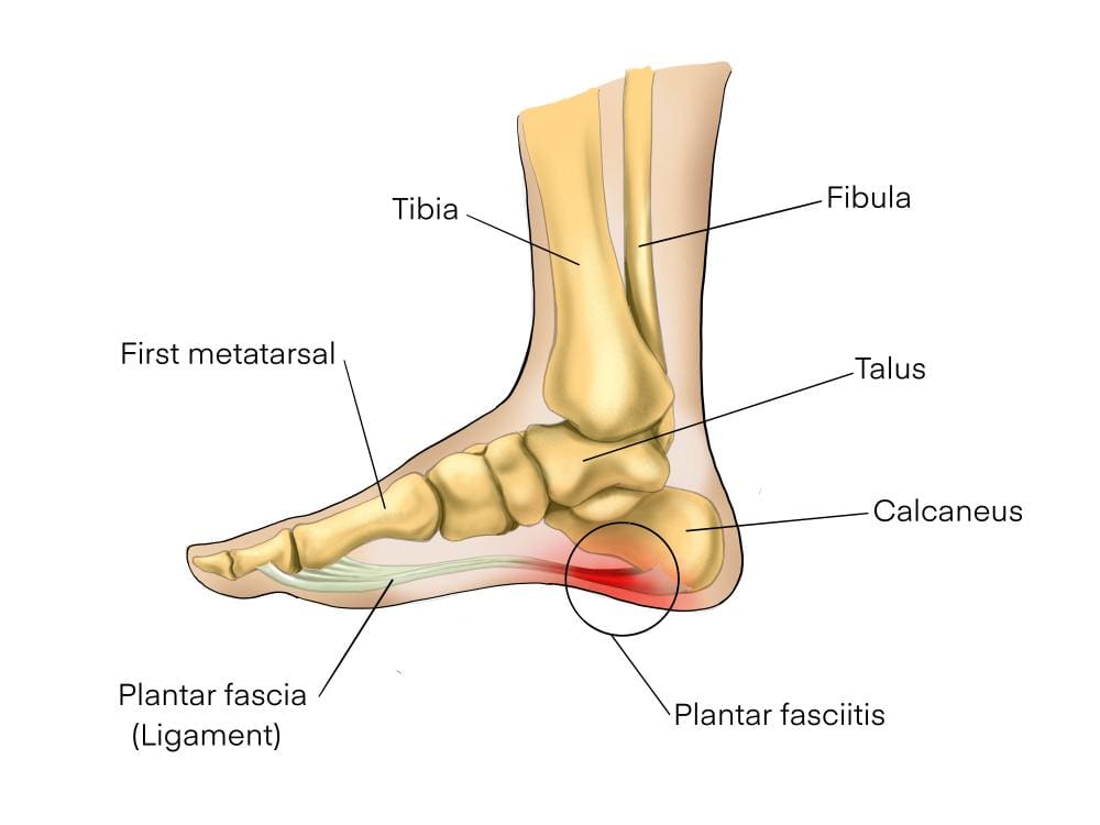 A diagram of bones and ligaments in the human ankle.