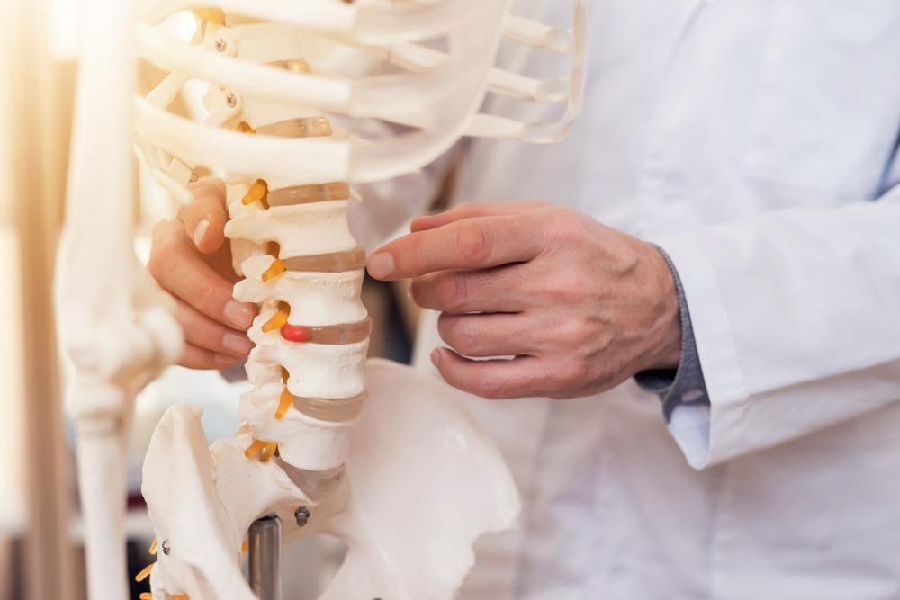 A doctor is pointing to vertebrae on a model of the human spine. 