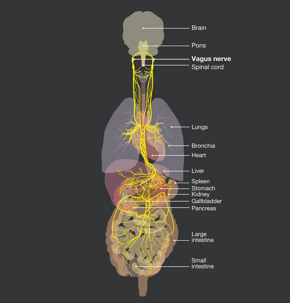 An infographic diagram of the vagus nerve and bodily organs.