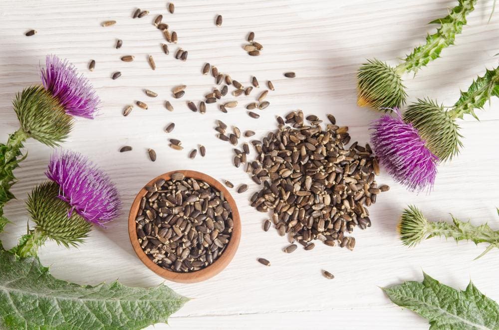 Milk thistle seeds and plants laid out on wooden table.
