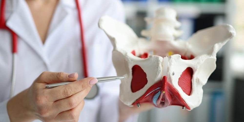 Female doctor identifying bones on a model of a pelvis.